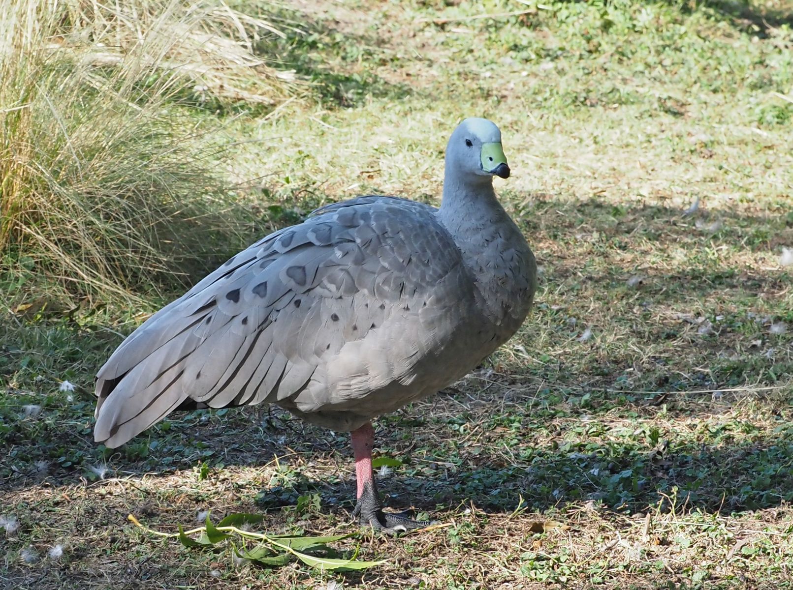 1740511049Bild 53 Hühnerganz.JPG